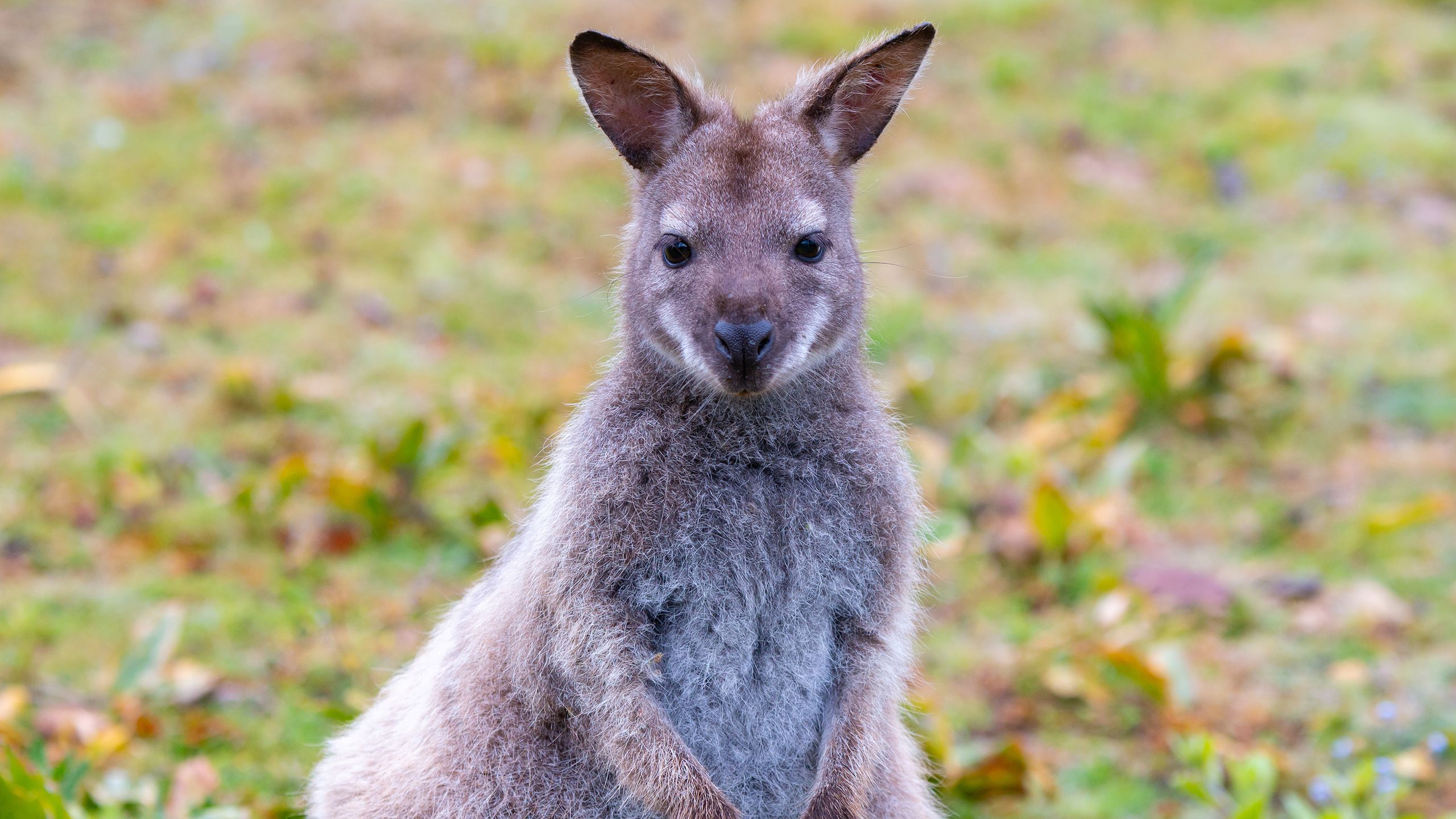 Wild Bennett's wallaby, Bruny Island